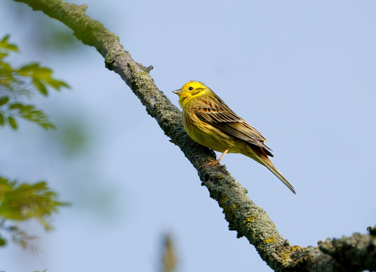 Yellowhammer - ML617779230