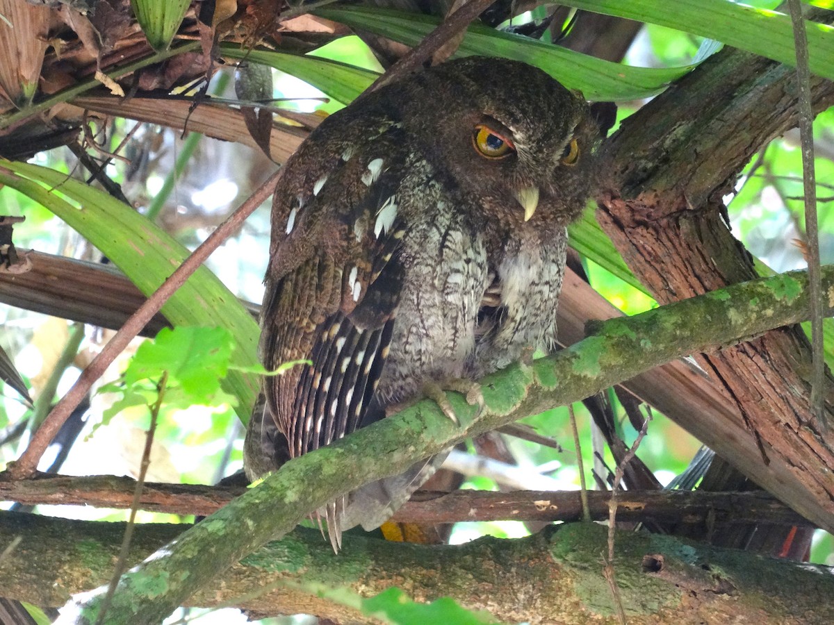 Choco Screech-Owl - ML617779248