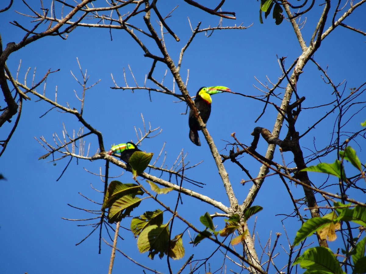 Keel-billed Toucan - Milan Jagt