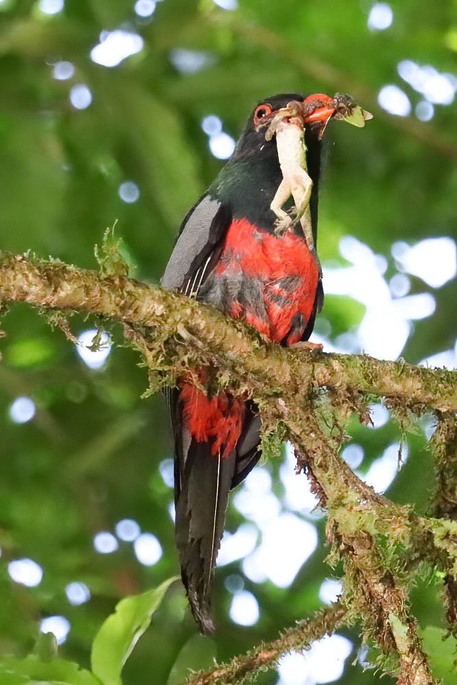 Gri Kuyruklu Trogon - ML617779266