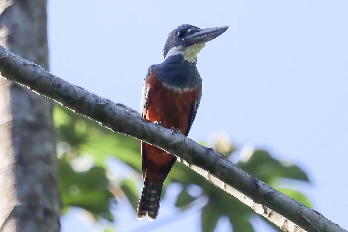 Ringed Kingfisher - ML617779297