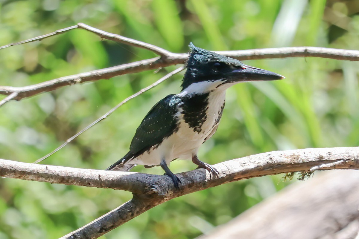 Amazon Kingfisher - ML617779305