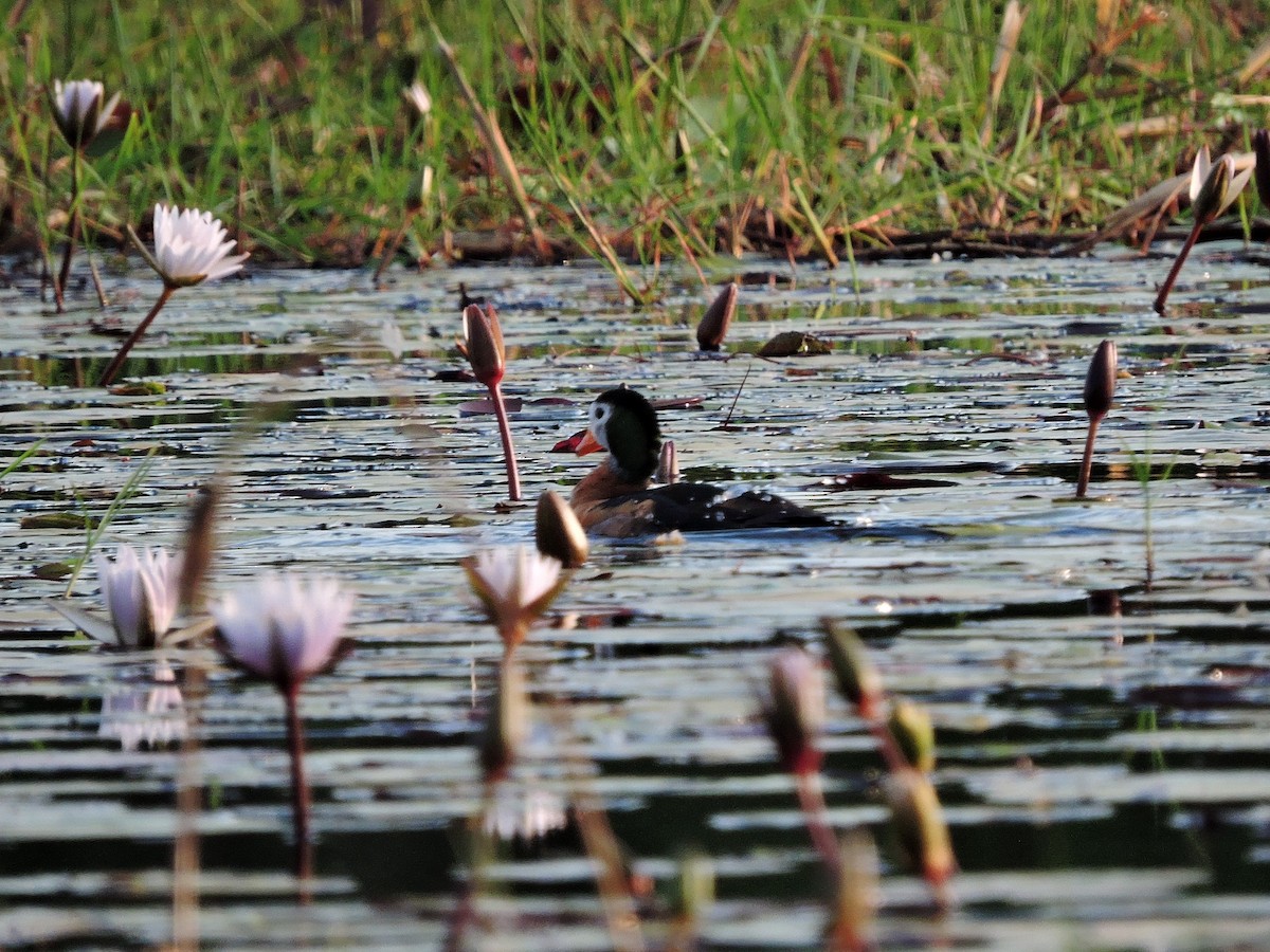 African Pygmy-Goose - Andrew Cauldwell