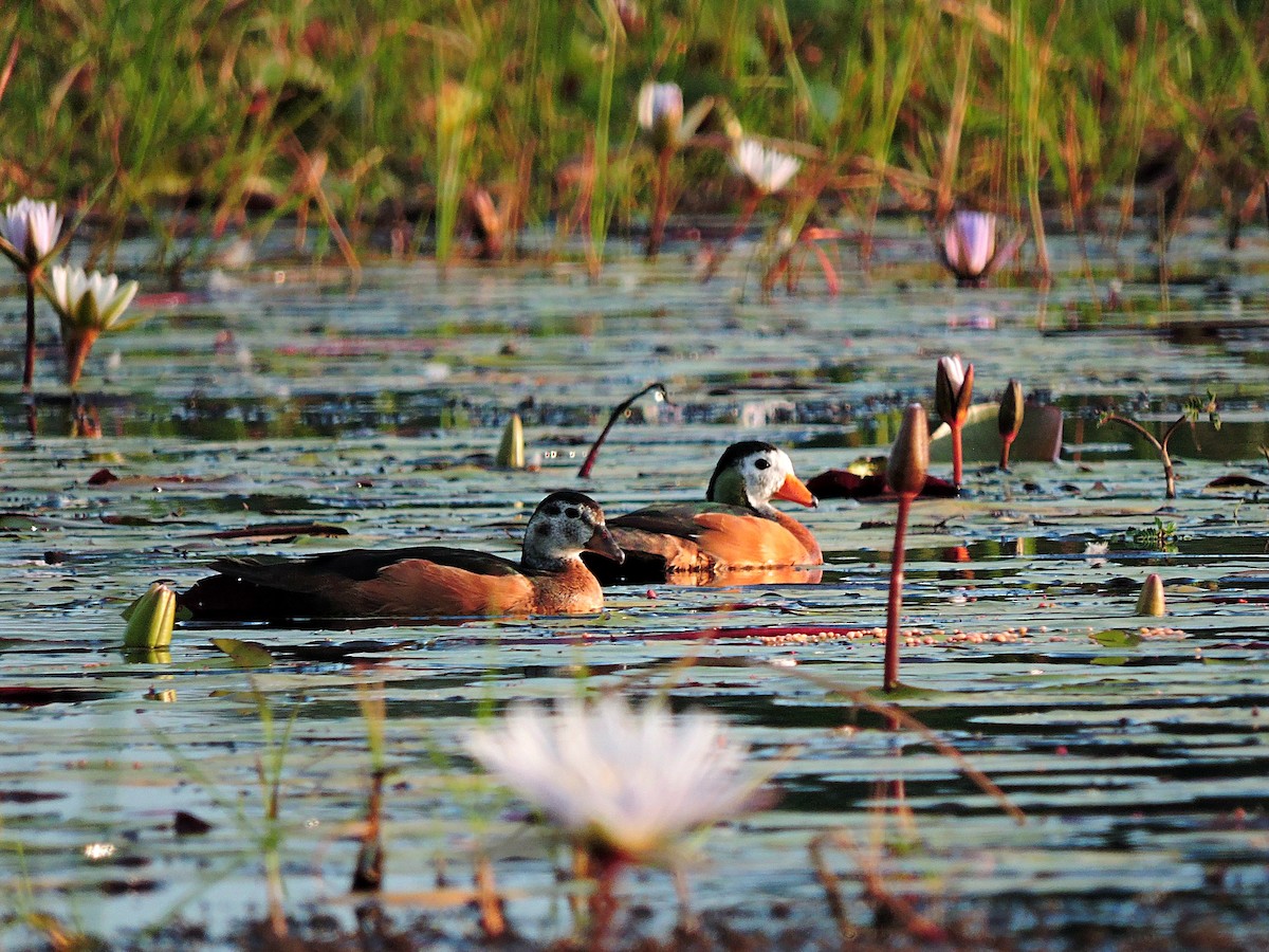 African Pygmy-Goose - Andrew Cauldwell