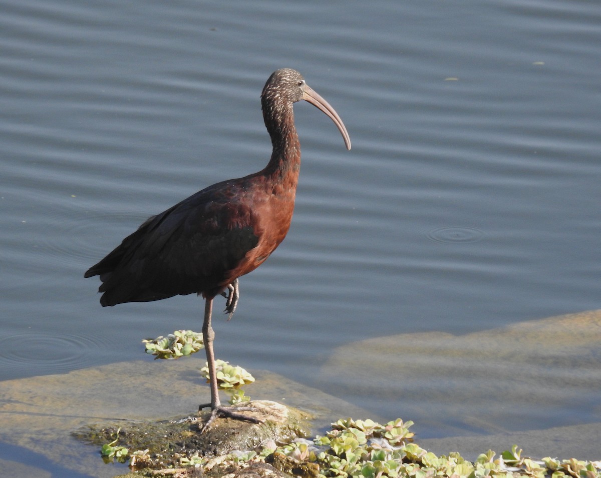 Glossy Ibis - ML617779331