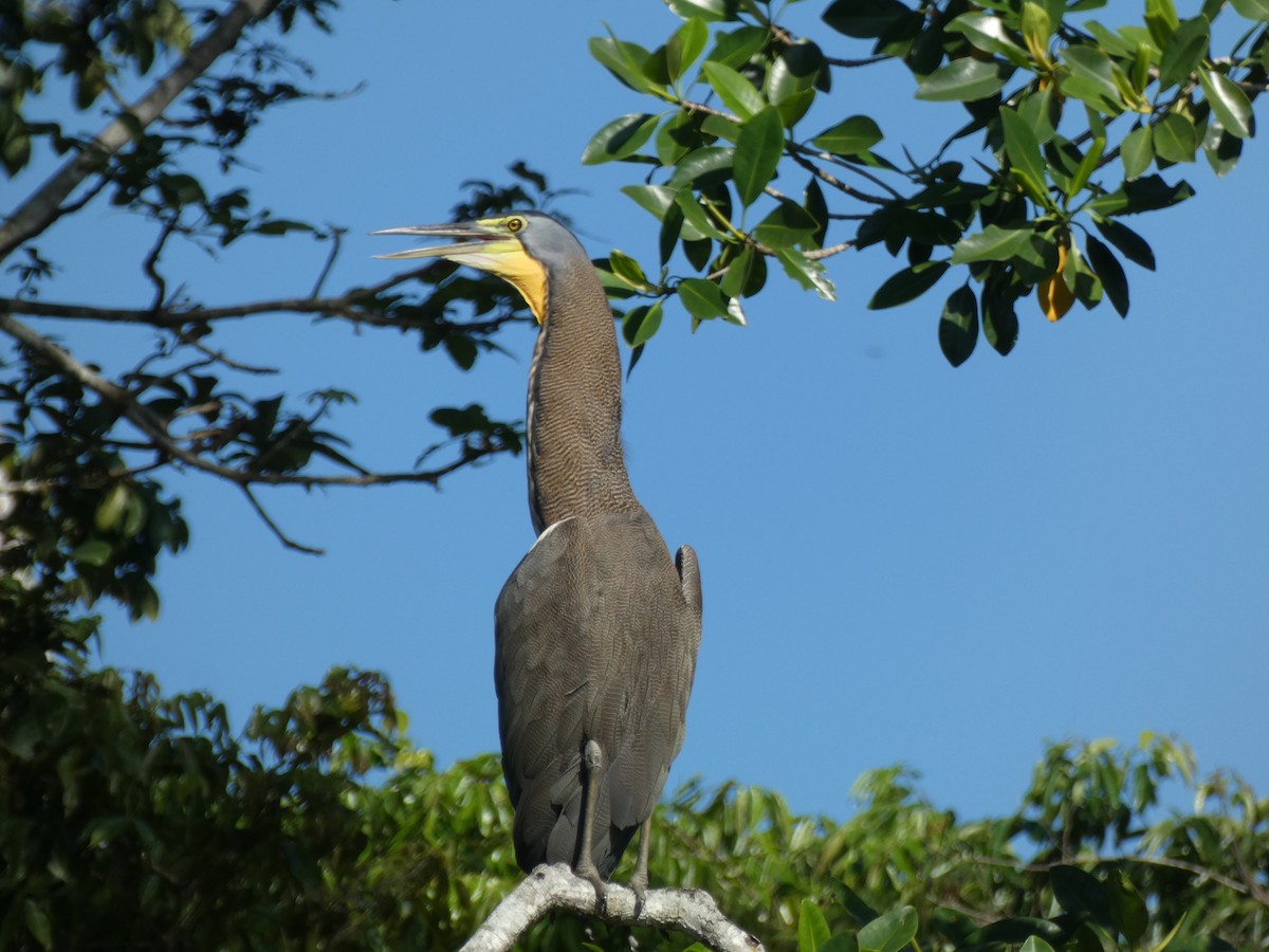 Bare-throated Tiger-Heron - Ashok Kalburgi