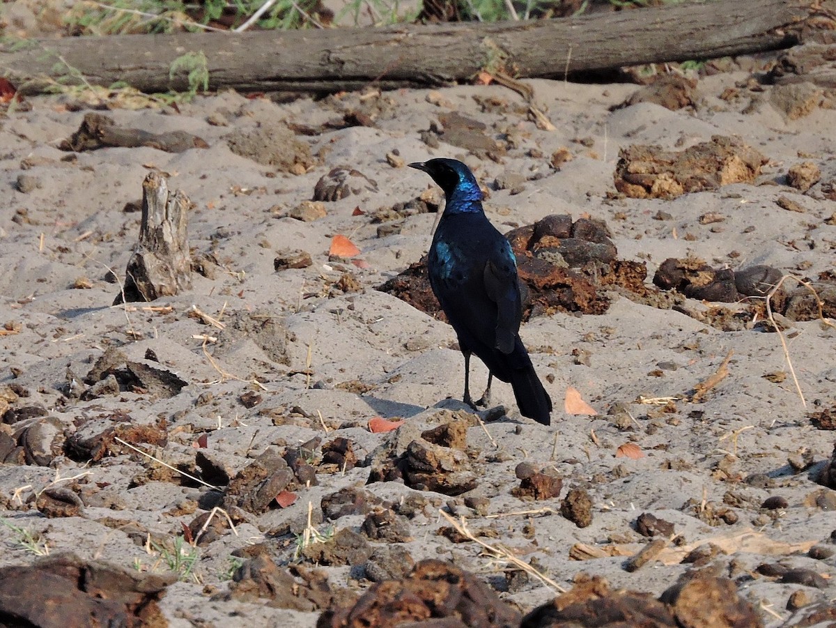 Meves's Starling - ML617779341