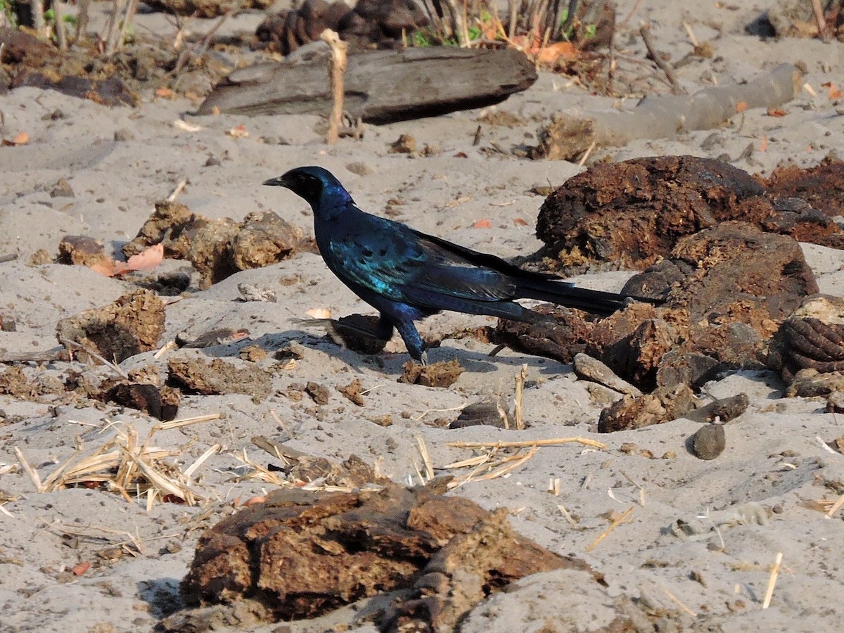 Meves's Starling - Andrew Cauldwell