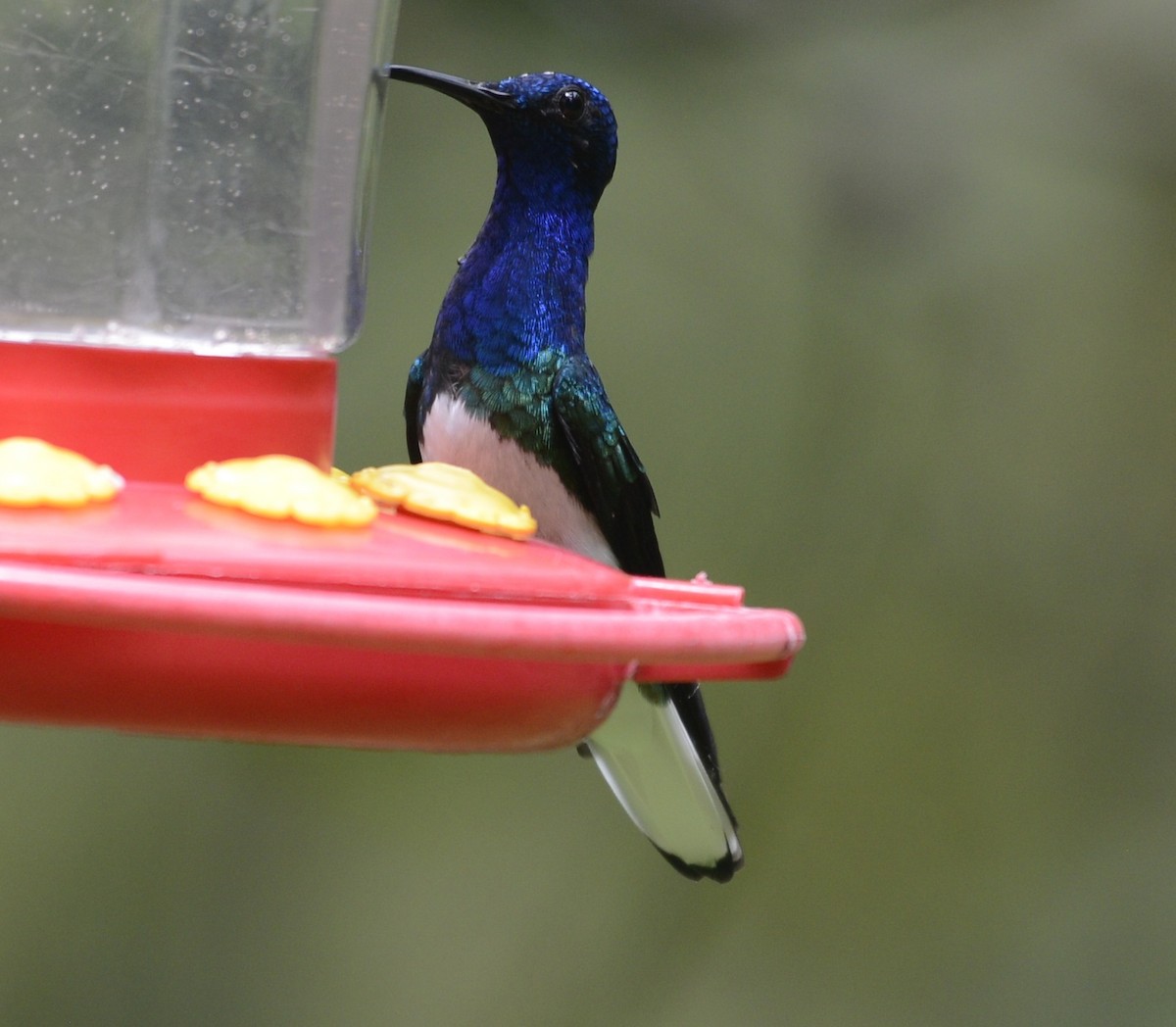 White-necked Jacobin - ML617779346