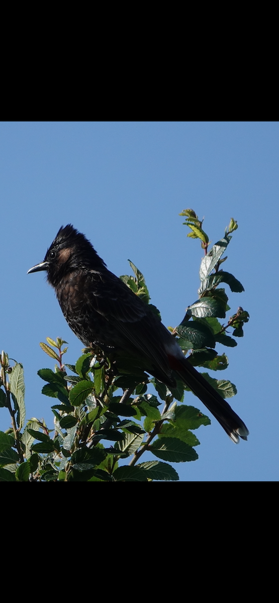 Red-vented Bulbul - ML617779369