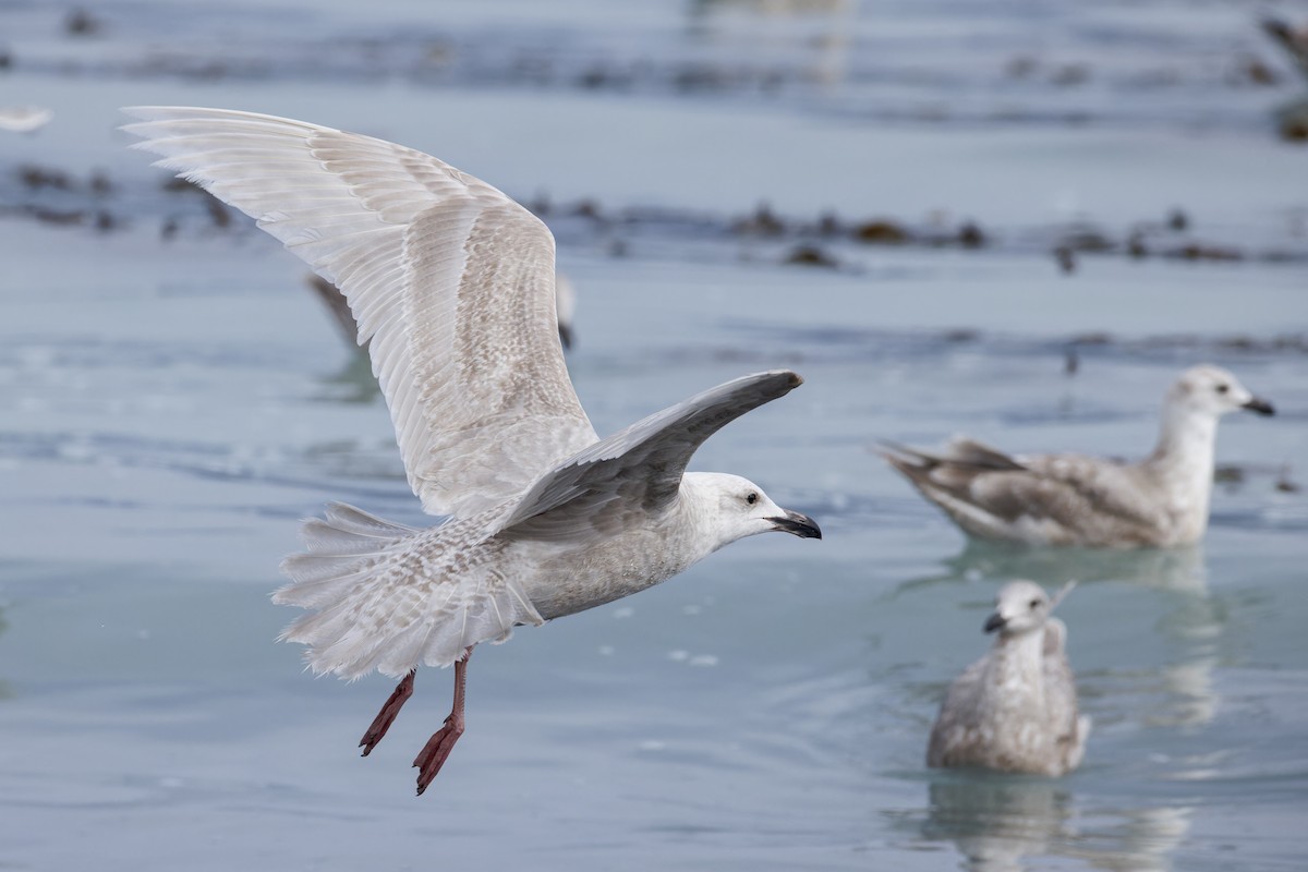 Glaucous x Glaucous-winged Gull (hybrid) - ML617779380