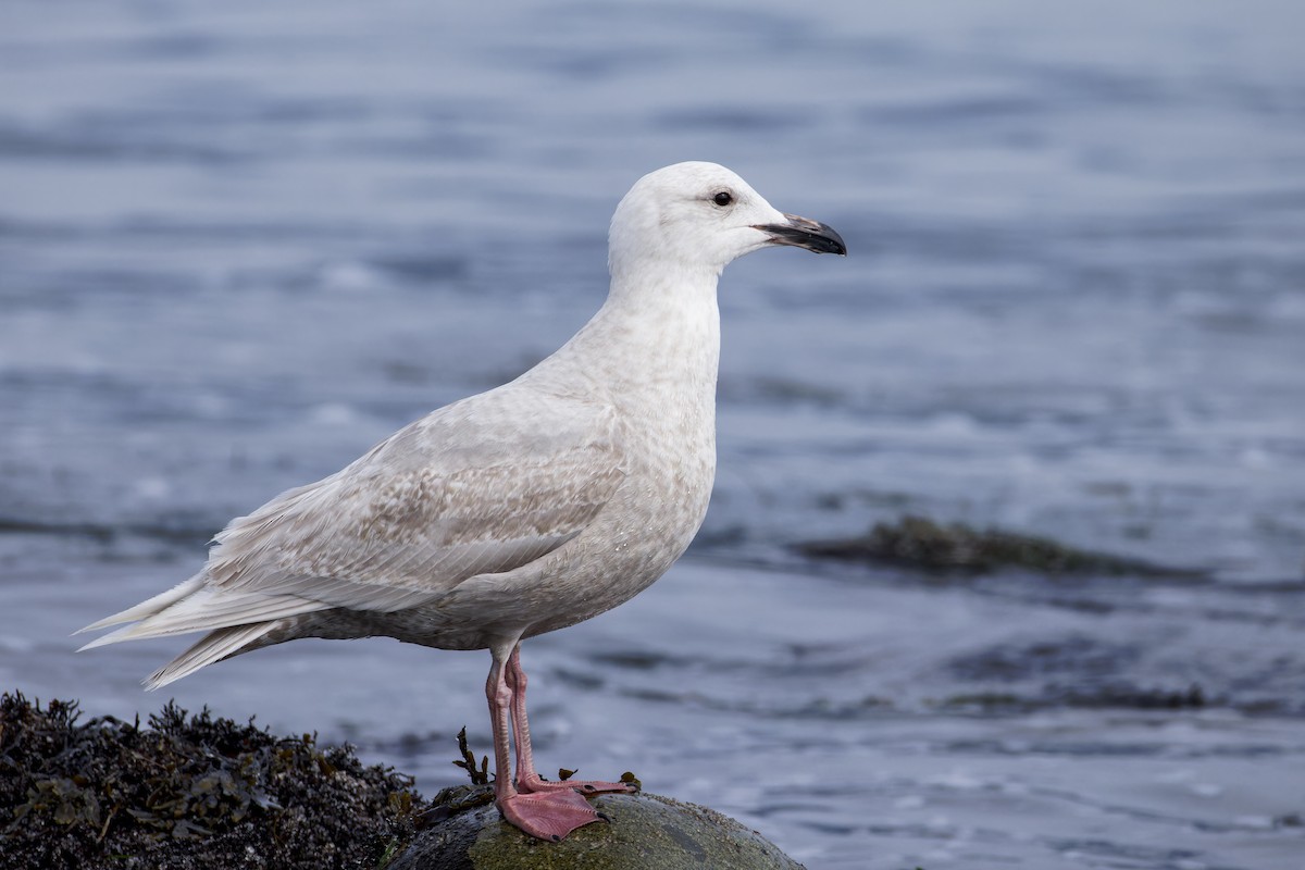 Glaucous x Glaucous-winged Gull (hybrid) - ML617779381