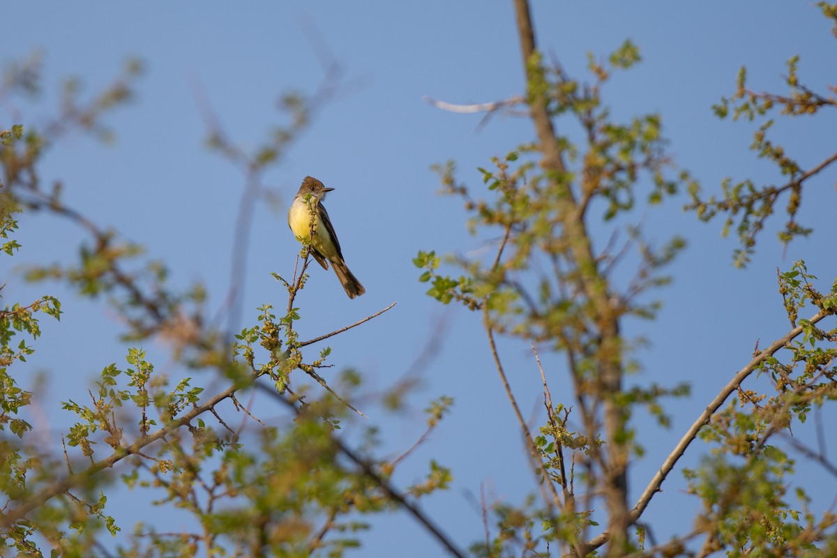 Dusky-capped Flycatcher (olivascens) - ML617779491