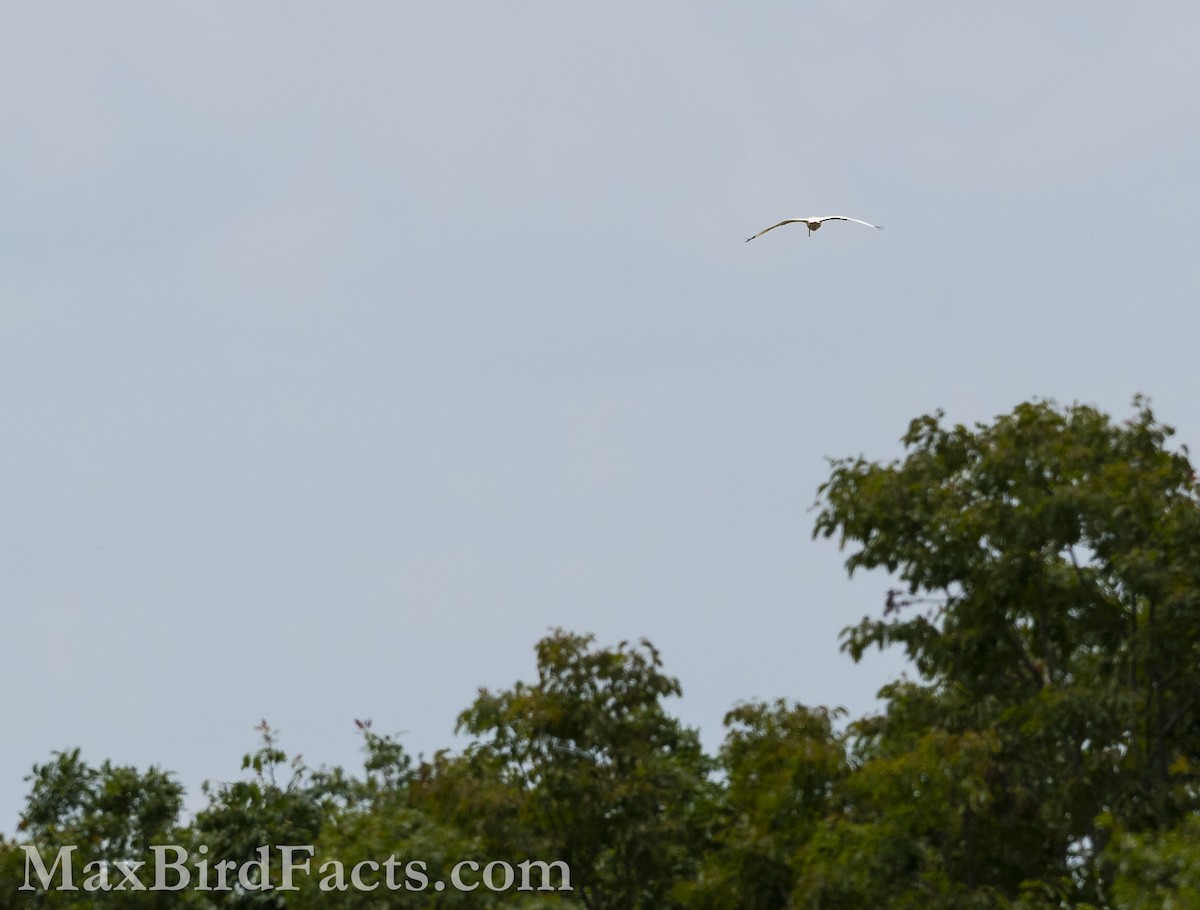 White Ibis - ML617779510