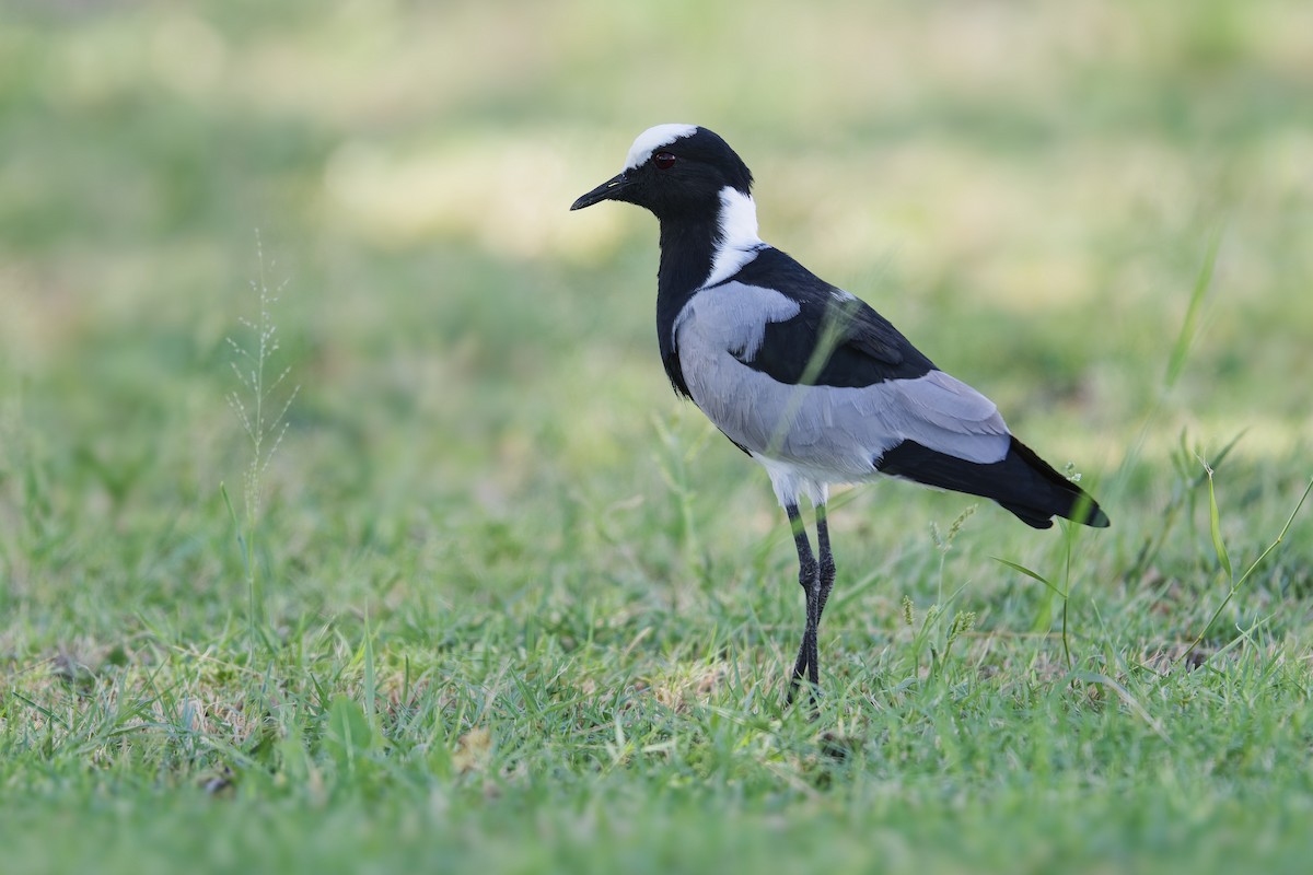 Blacksmith Lapwing - ML617779515