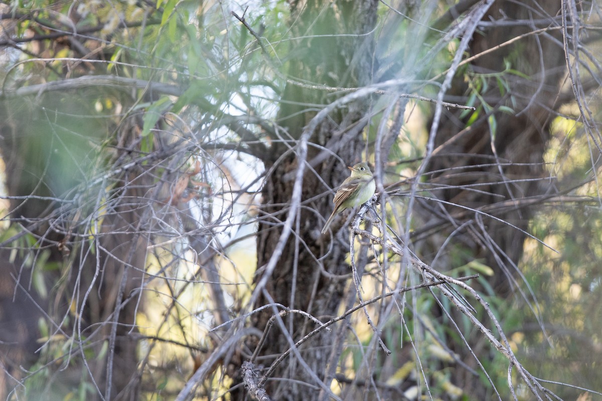 Western Flycatcher (Pacific-slope) - ML617779533