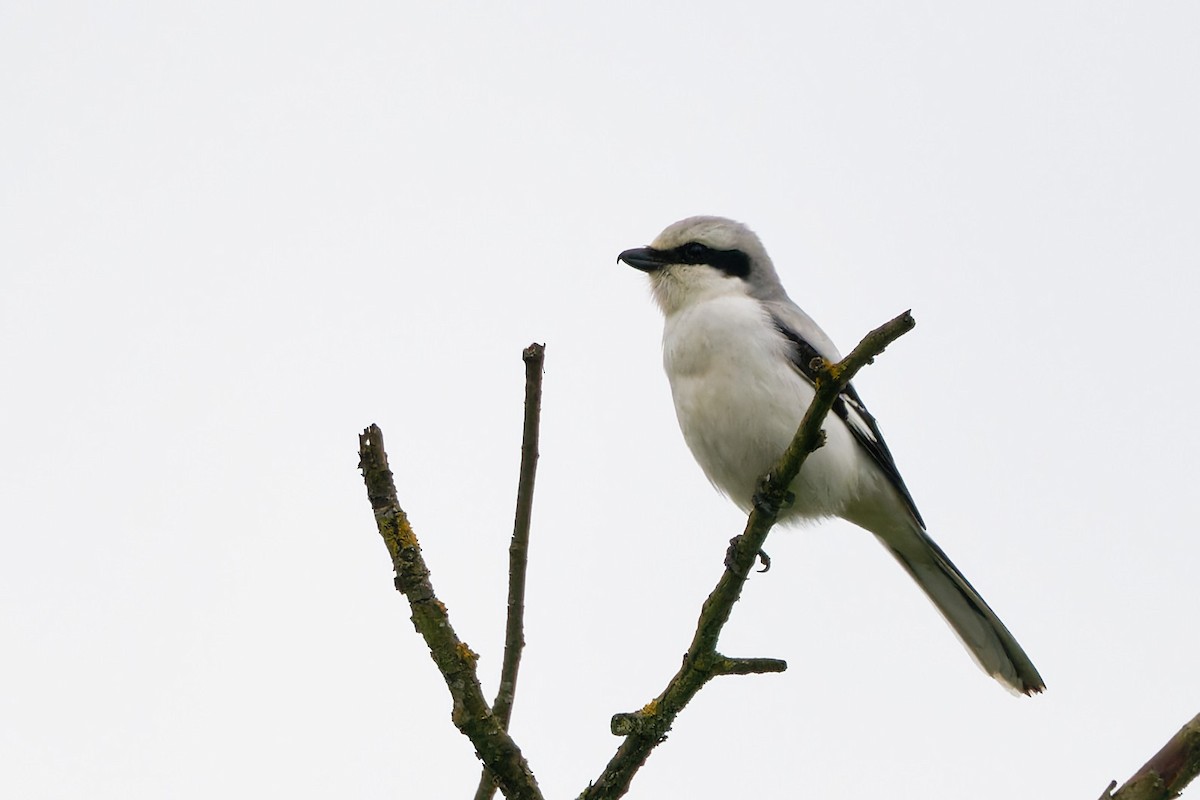 Great Gray Shrike - Andrew Jarwick