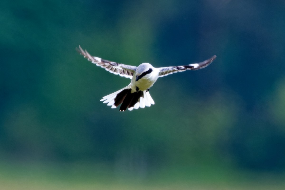 Great Gray Shrike - Andrew Jarwick