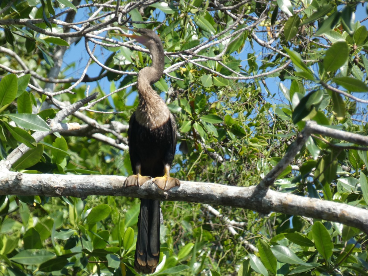 anhinga americká - ML617779578