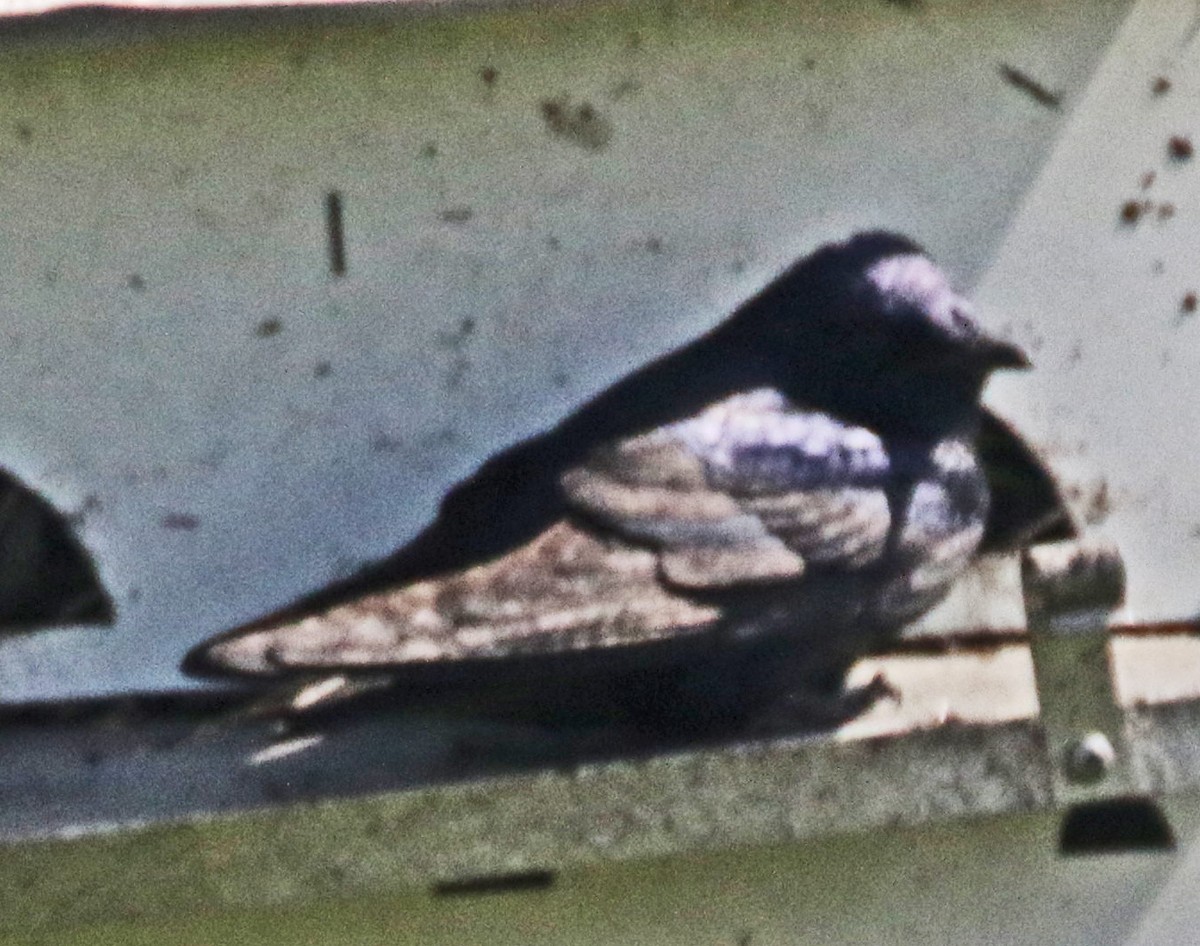 Purple Martin - Galen  Stewart