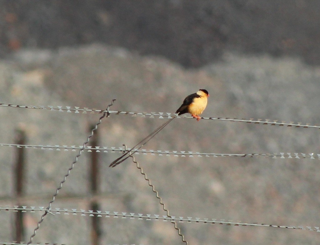 Shaft-tailed Whydah - Andrew Cauldwell