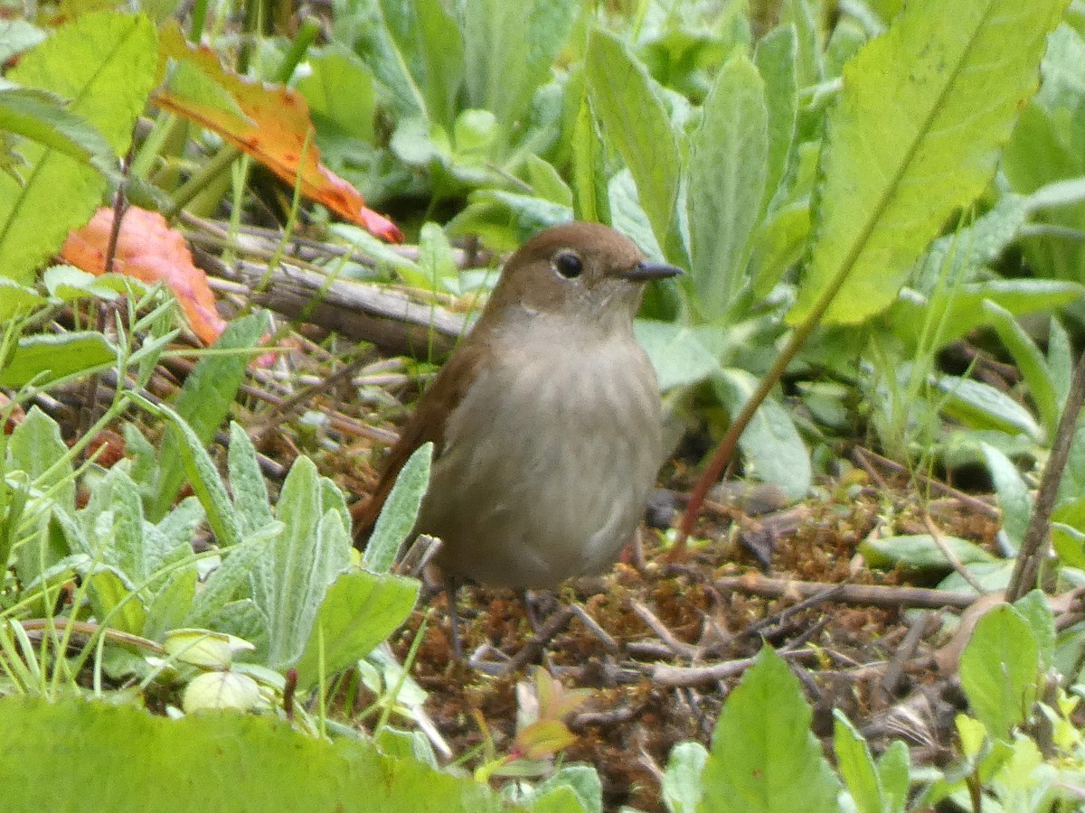 Common Nightingale - James Court