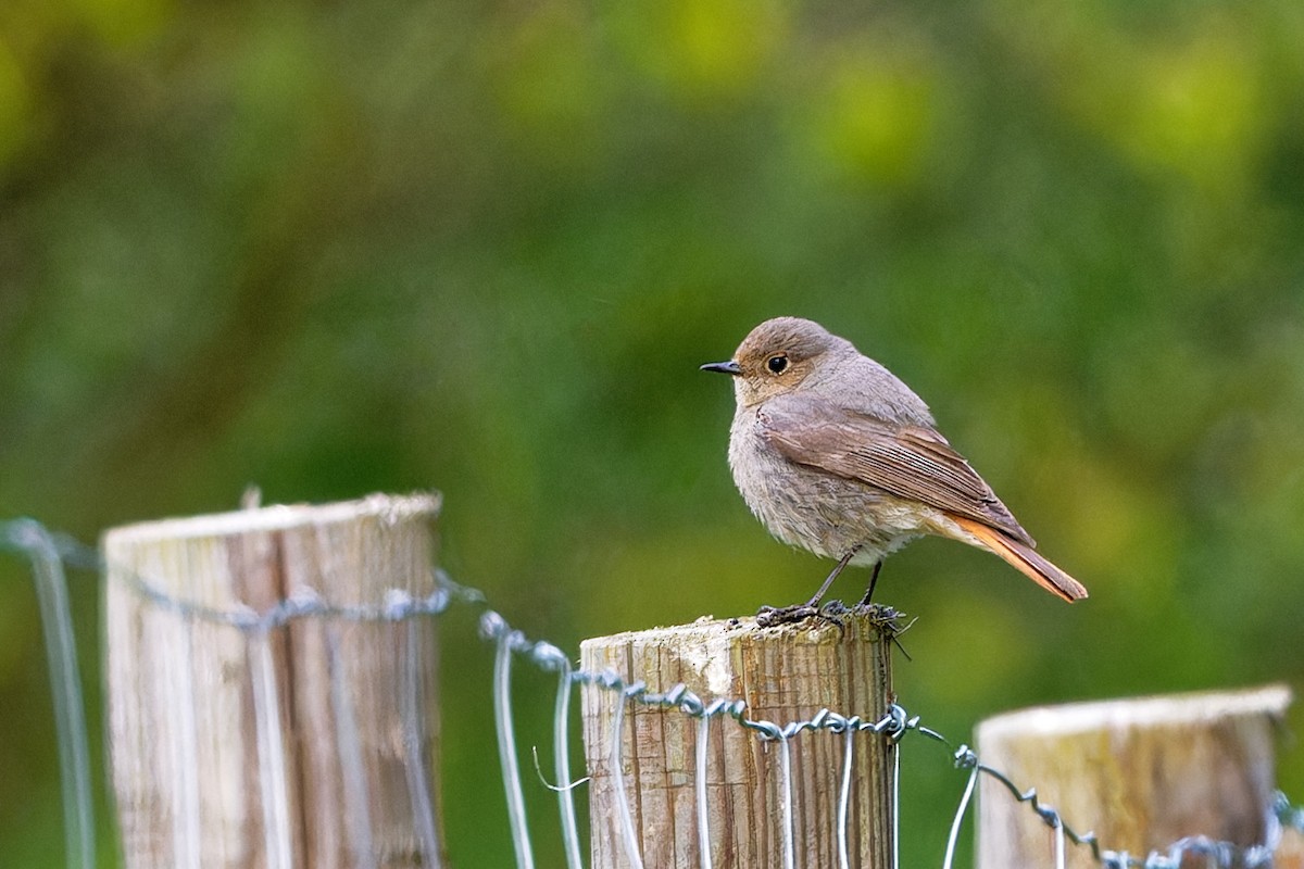 Black Redstart - Andrew Jarwick