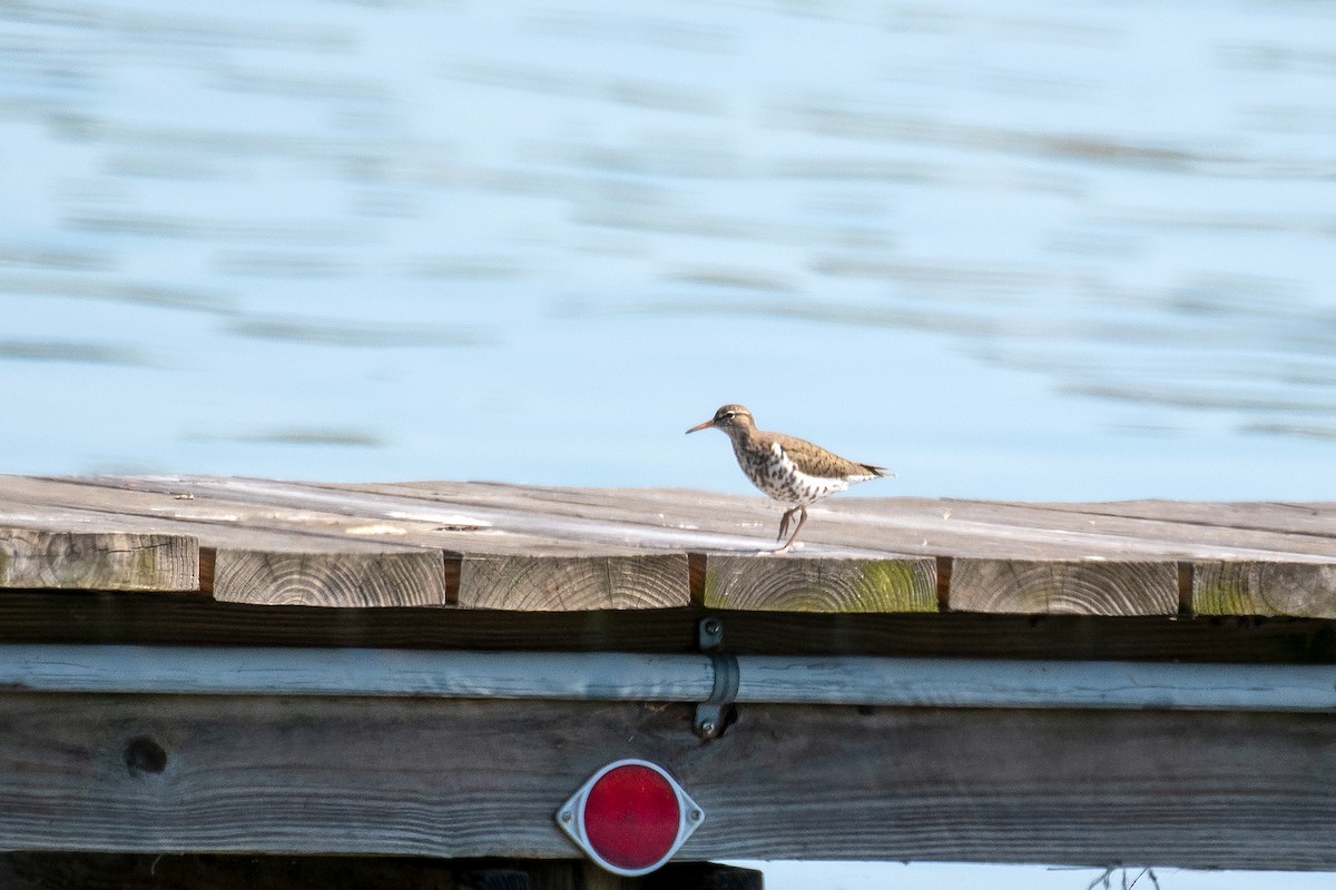 Spotted Sandpiper - Kathy S. Prindle