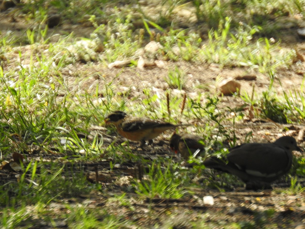 Picogrueso Cabecinegro - ML617779650