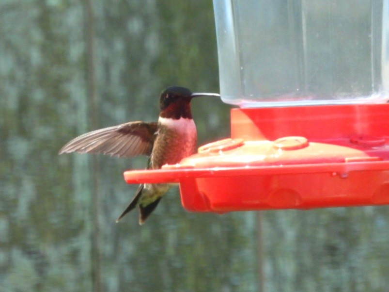 Рубиновогорлый колибри - ML617779688