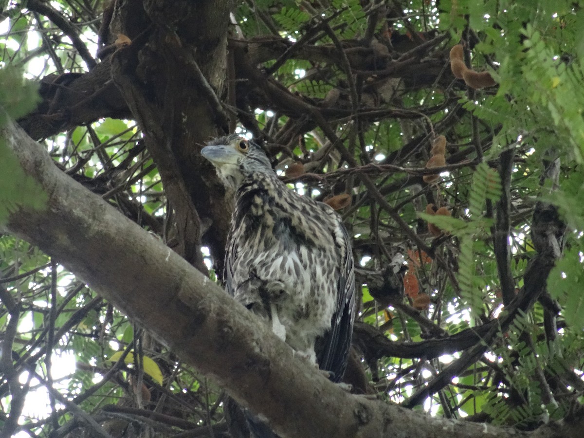 Yellow-crowned Night Heron - ML617779722