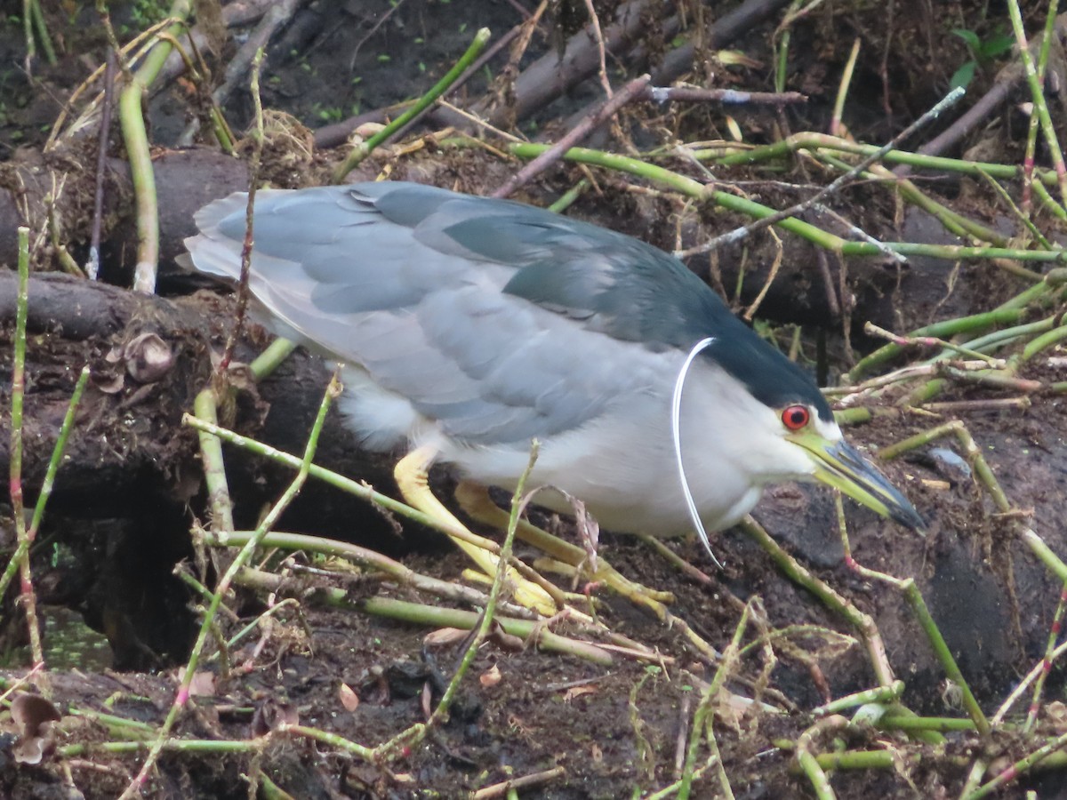 Black-crowned Night Heron - ML617779749