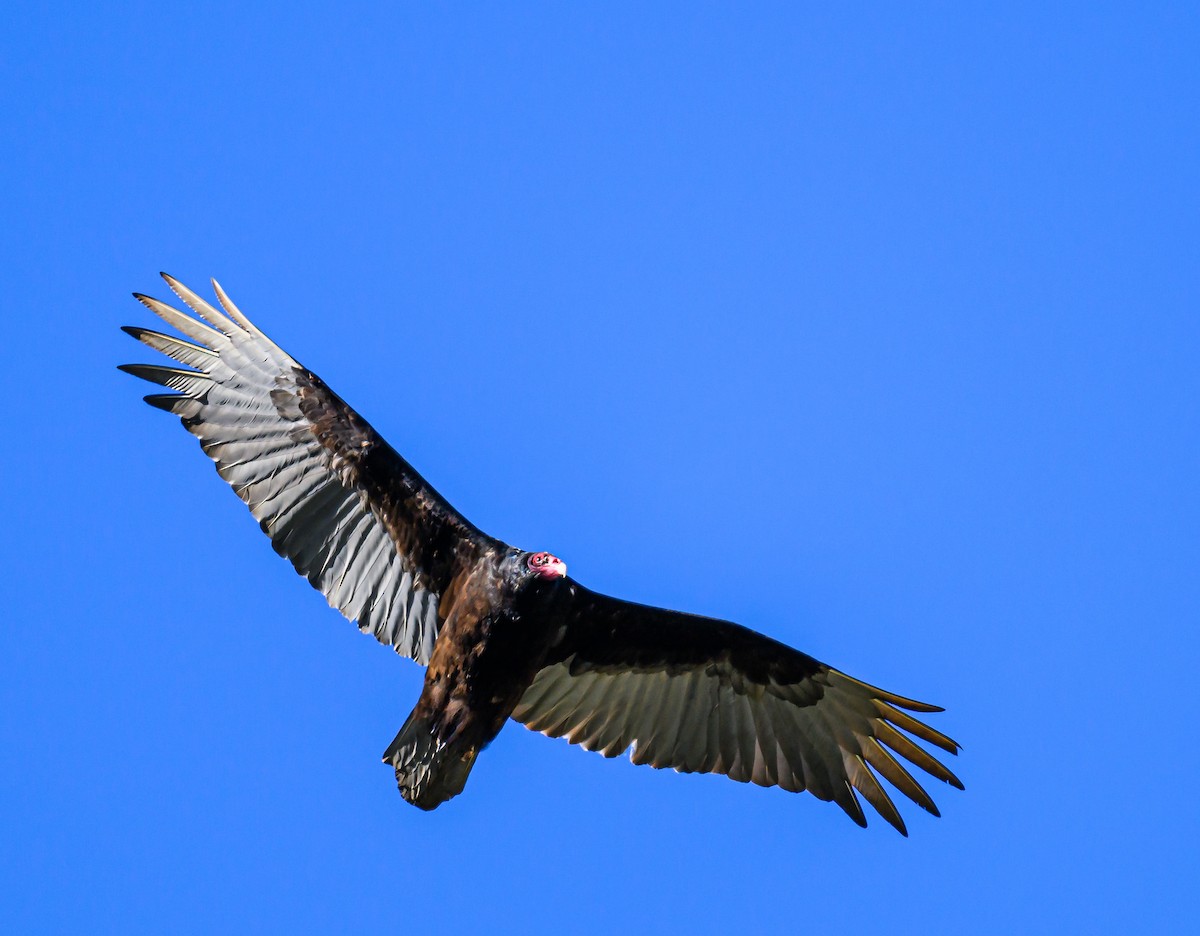 Turkey Vulture - ML617779776