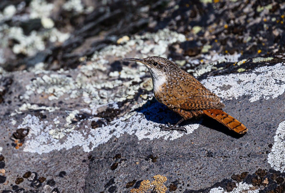 Canyon Wren - Ken Miracle