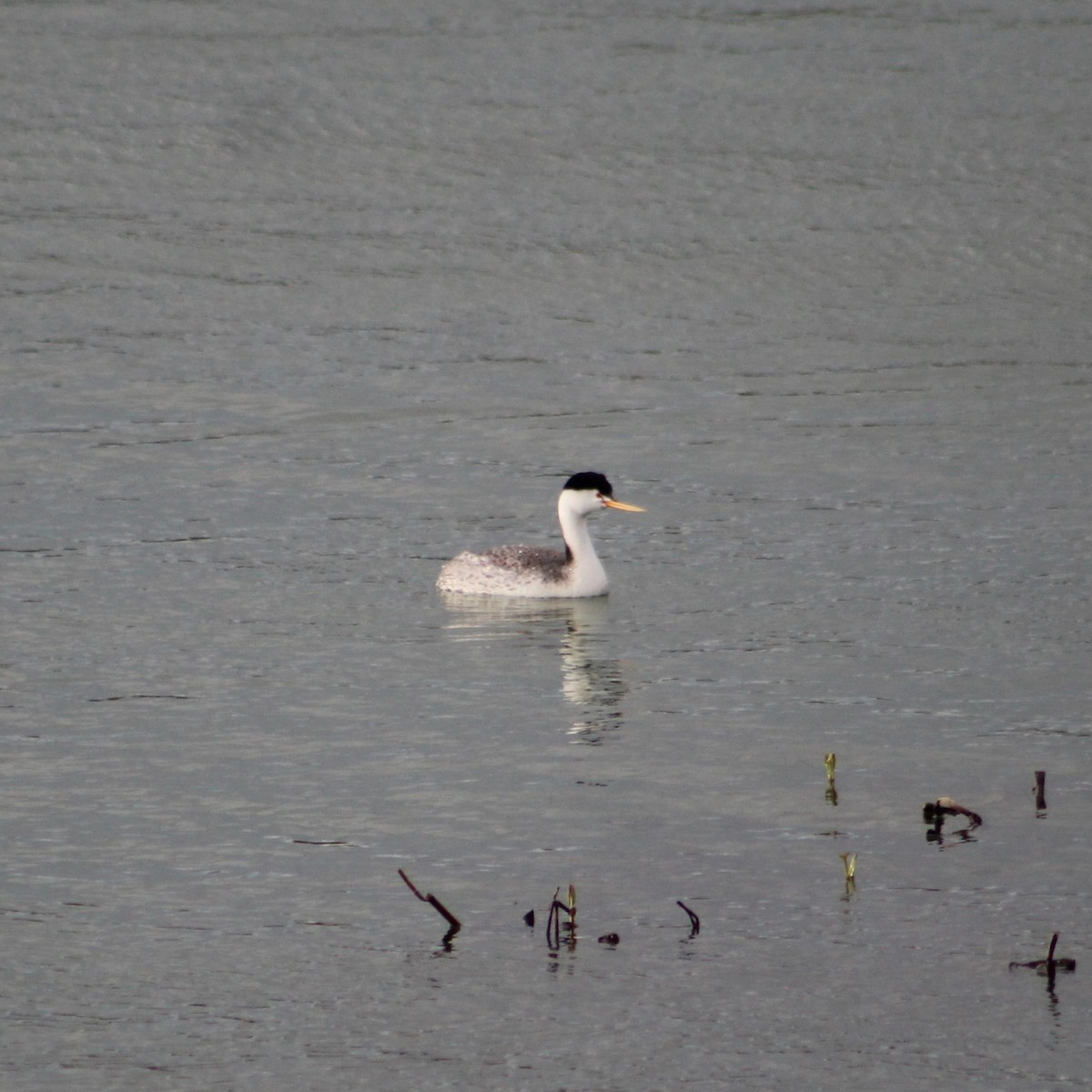 Clark's Grebe - ML617779810