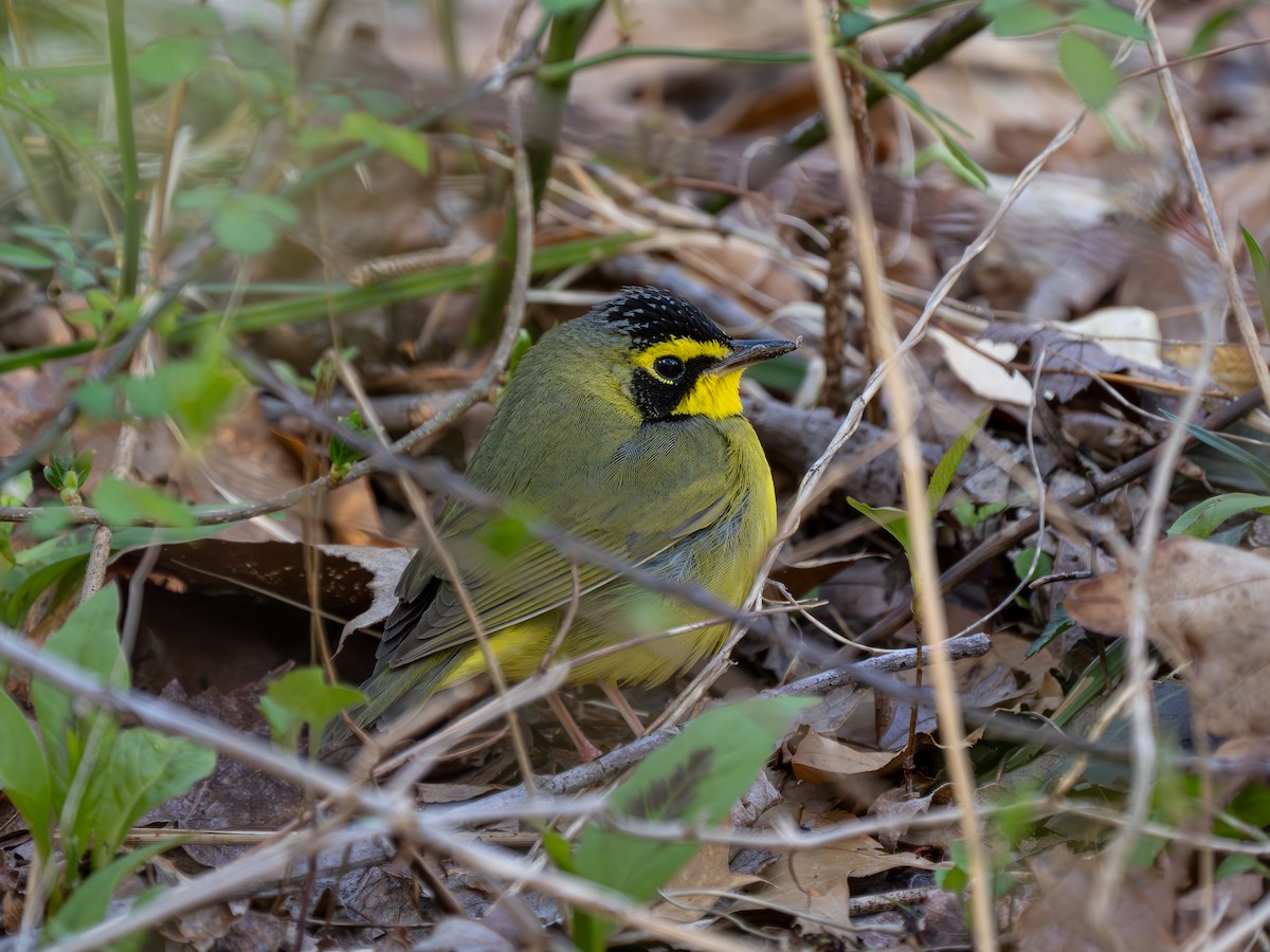 Kentucky Warbler - ML617779813