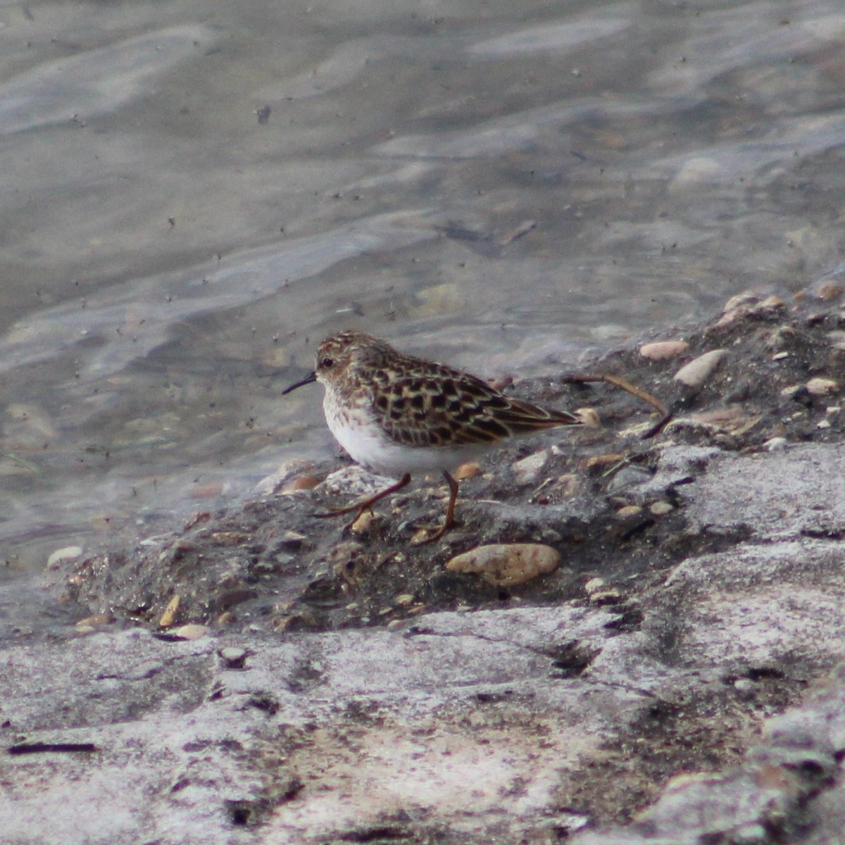 Least Sandpiper - ML617779819