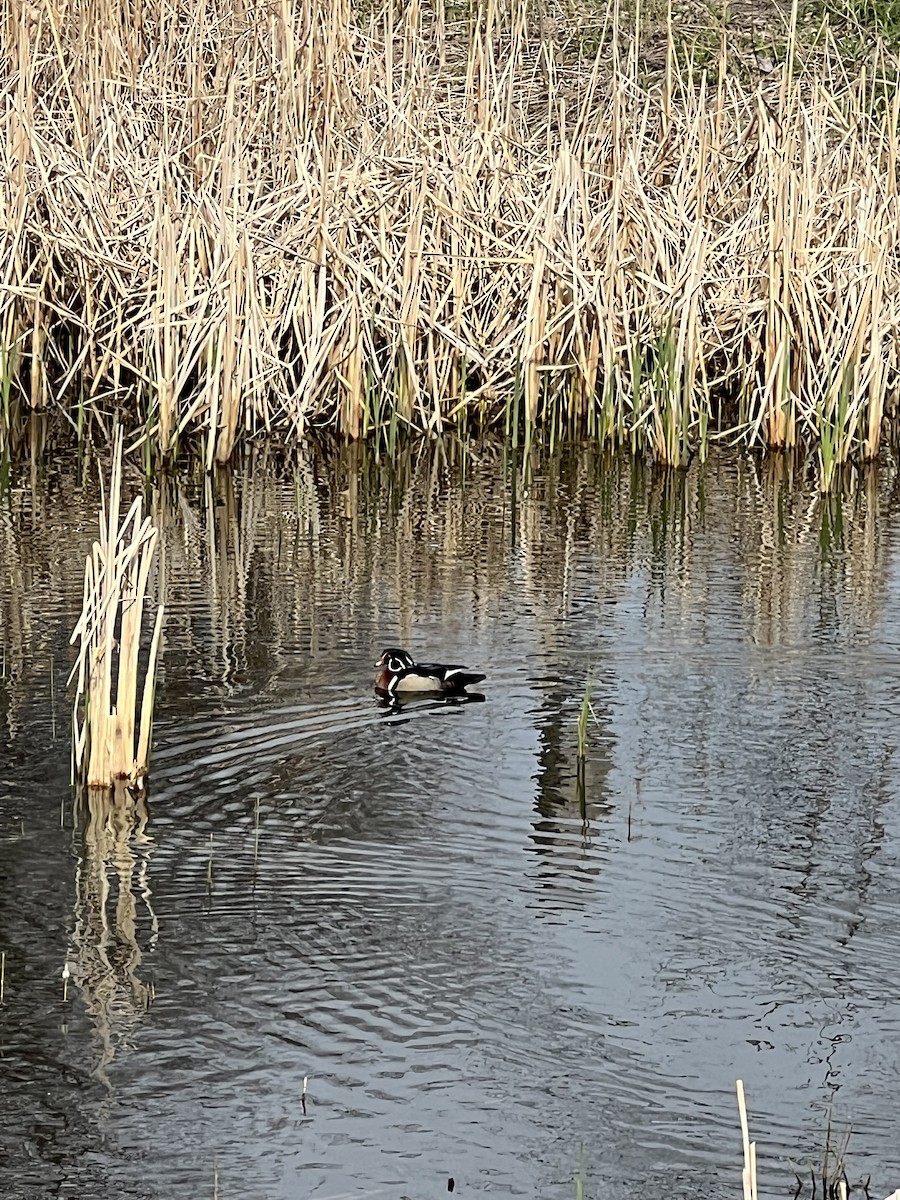 Wood Duck - ML617779831