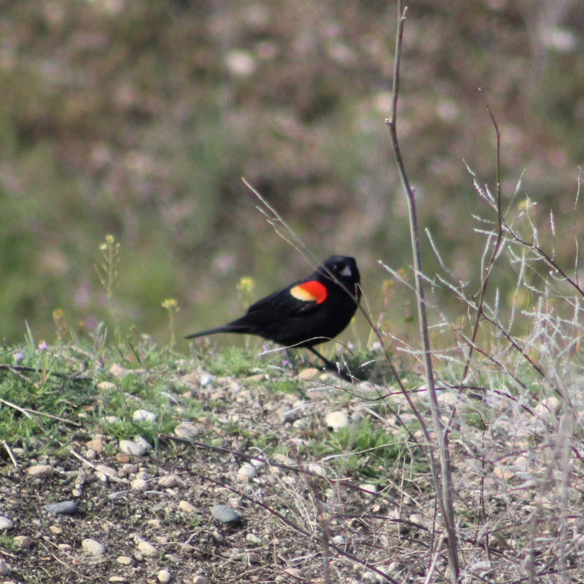 Red-winged Blackbird - James Jarrett