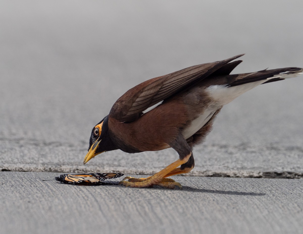 Common Myna - ML617779882