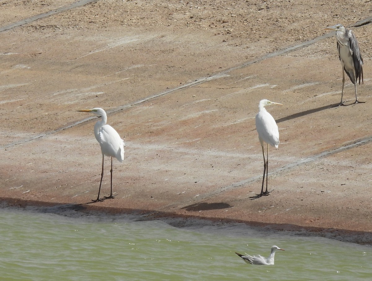 Great Egret - ML617779883