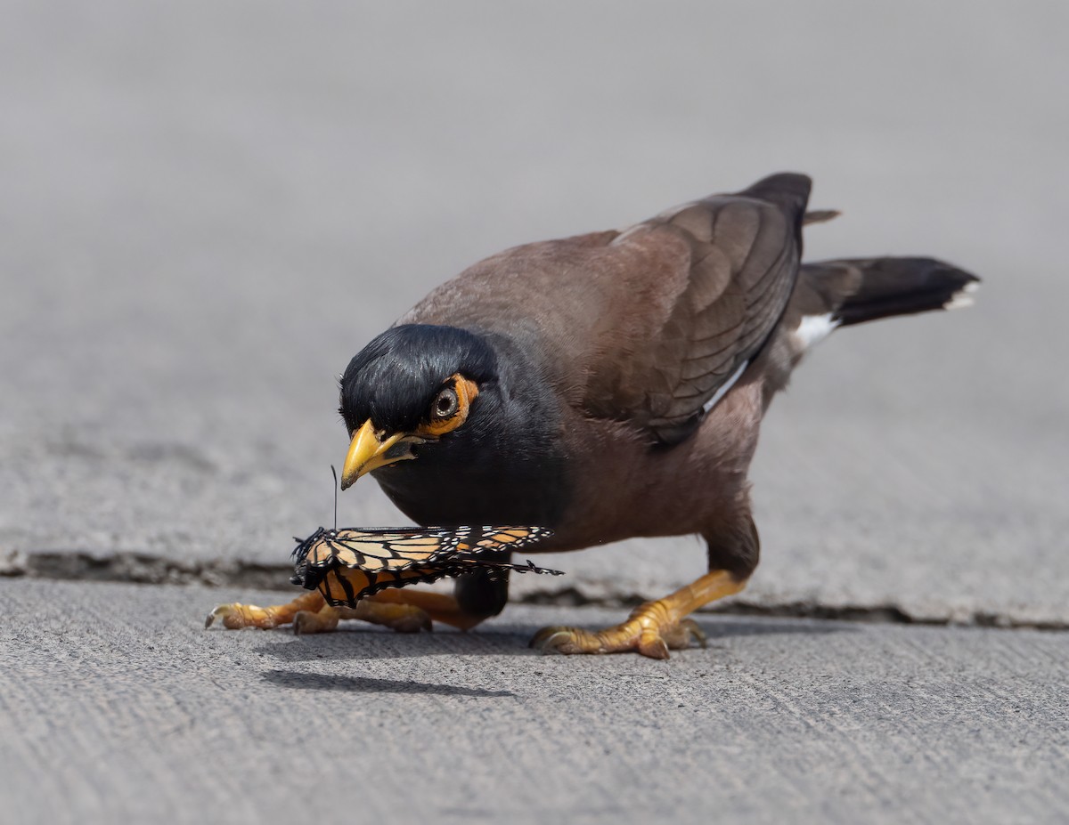 Common Myna - ML617779886