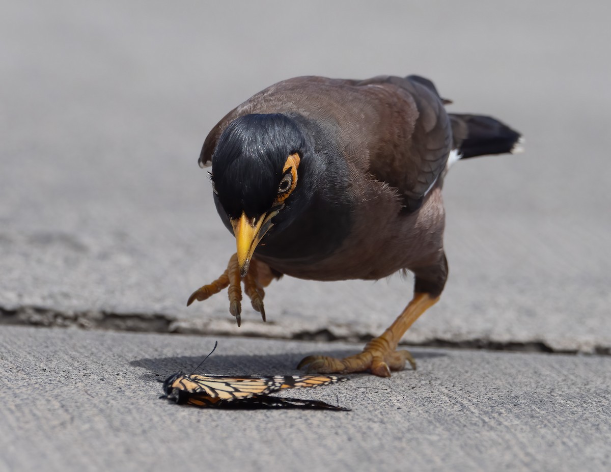 Common Myna - ML617779887