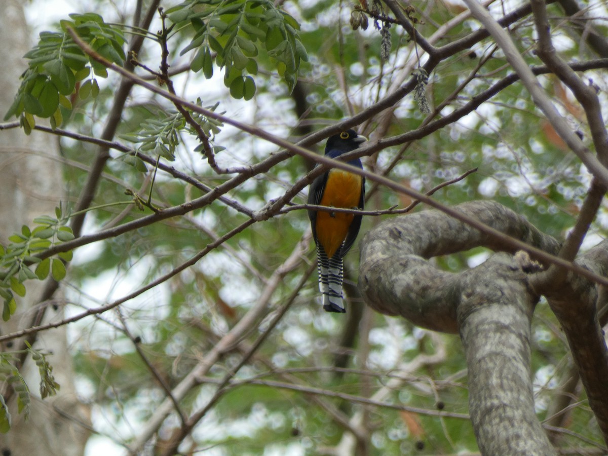 Gartered Trogon - ML617779902