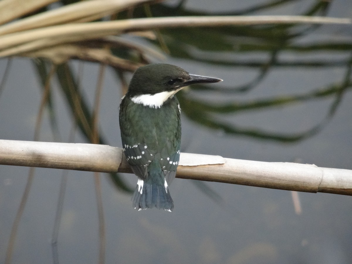 Green Kingfisher - ML617779946