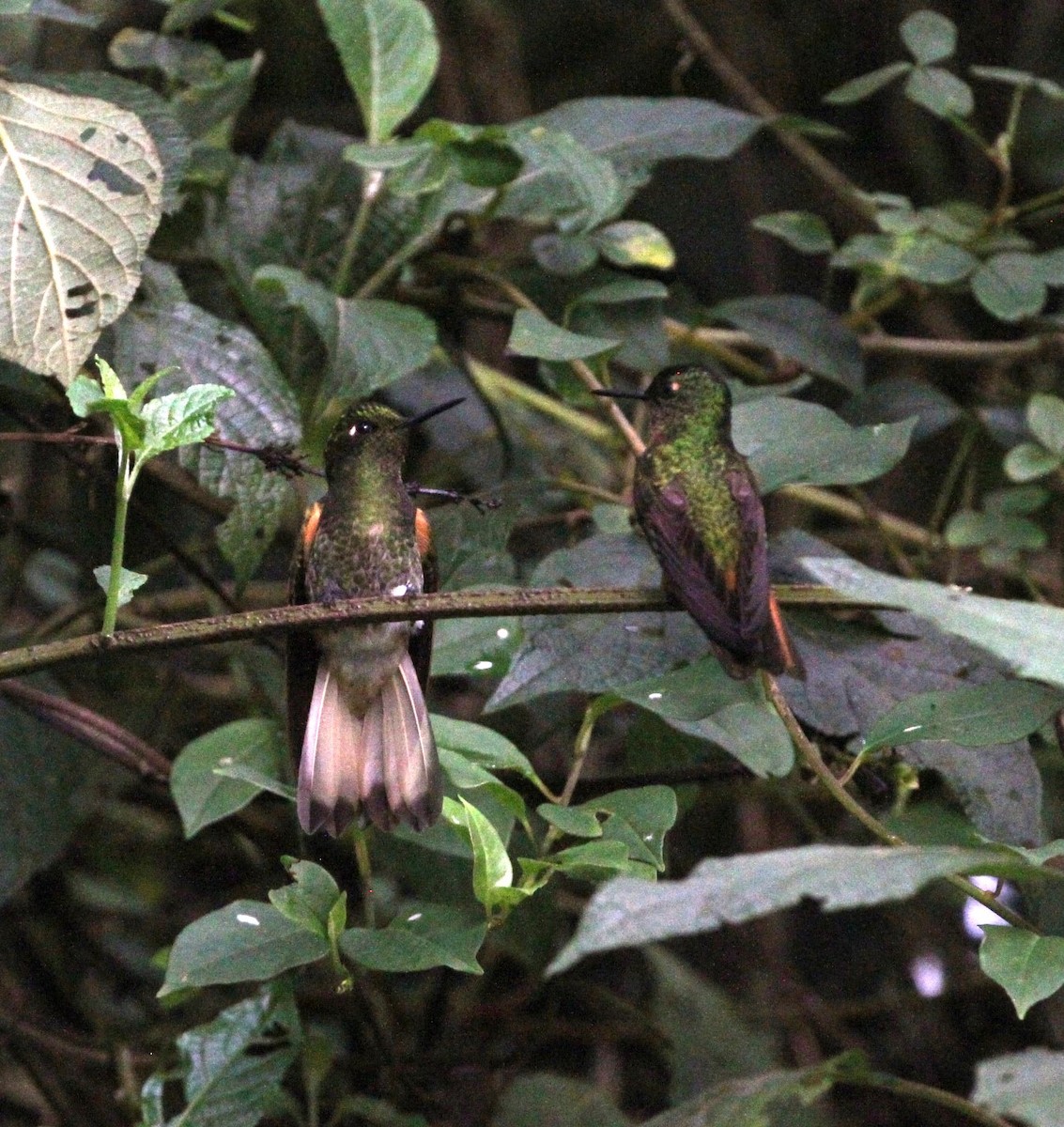 Buff-tailed Coronet - Gisèle Labonté