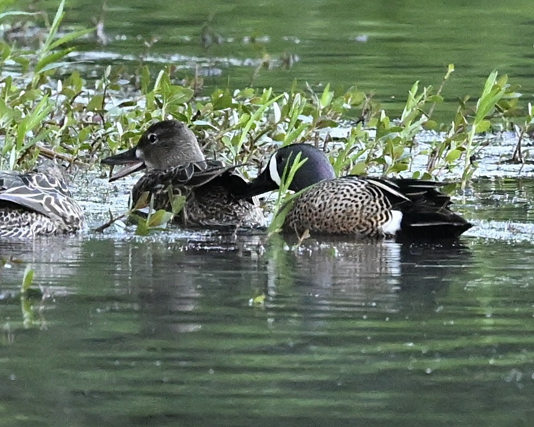 Blue-winged Teal - ML617779953
