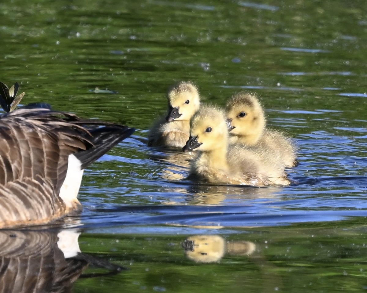 Canada Goose - ML617779968