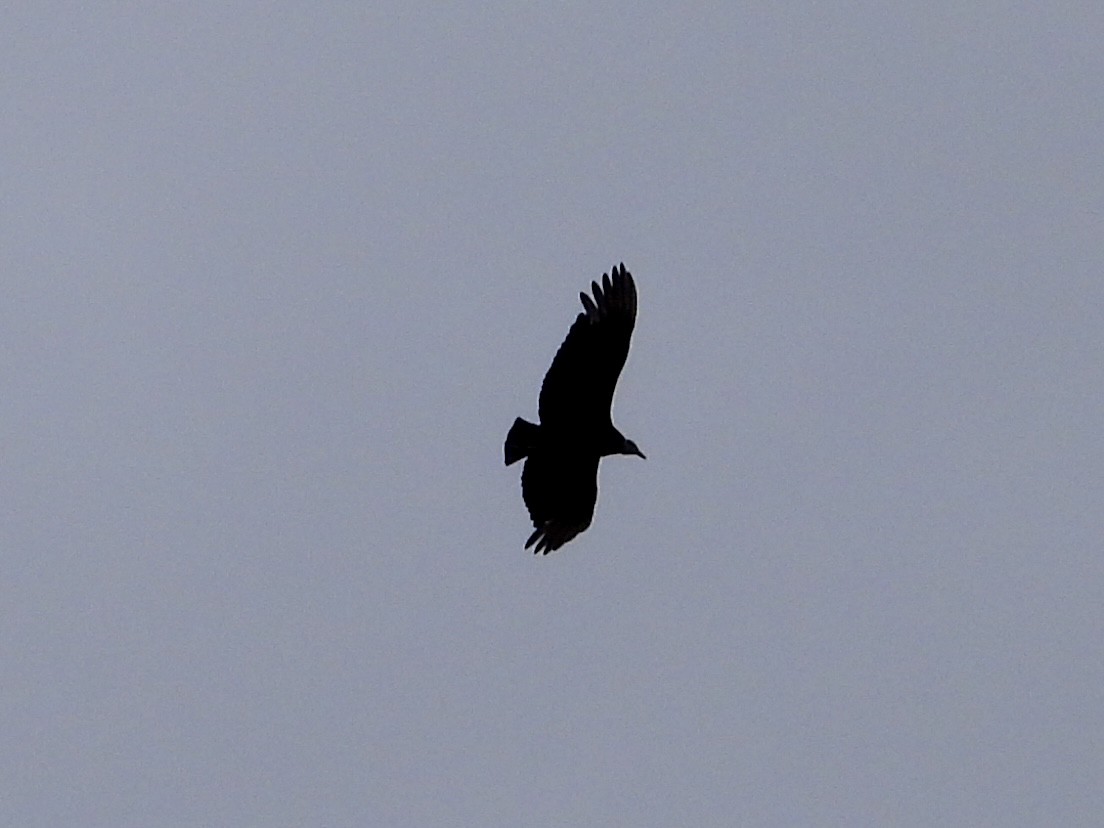 Black Vulture - ML617779987