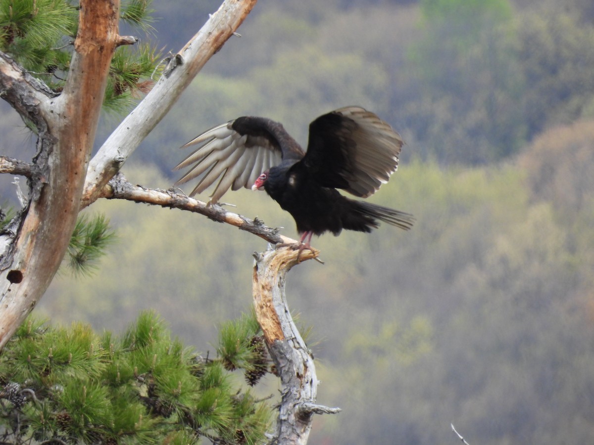 Turkey Vulture - Patricia and Richard Williams